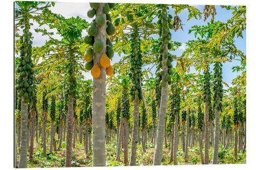 Gallery print Papaya plantation