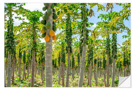 Wall sticker Papaya plantation