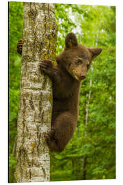 Aluminium print Black bear cub climbs a tree