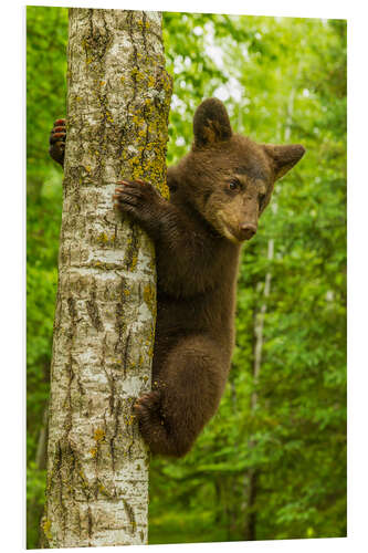 PVC-taulu Black bear cub climbs a tree