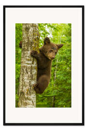 Gerahmter Kunstdruck Schwarzbärenjunges klettert auf einen Baum