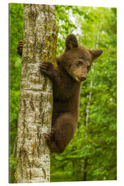 Gallery print Black bear cub climbs a tree