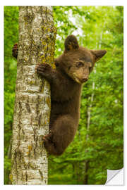 Naklejka na ścianę Black bear cub climbs a tree