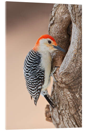 Akryylilasitaulu Red-bellied woodpecker