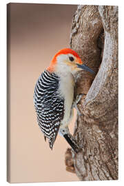 Canvas print Red-bellied woodpecker