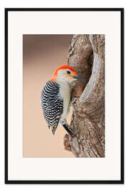 Gerahmter Kunstdruck Rotbauchspecht