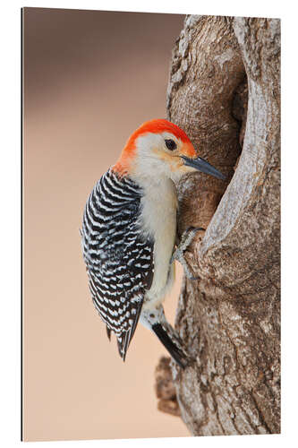 Galleriataulu Red-bellied woodpecker