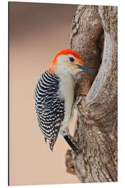 Magnettafel Rotbauchspecht