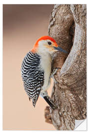 Selvklebende plakat Red-bellied woodpecker