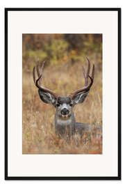 Gerahmter Kunstdruck Maultierhirschbock