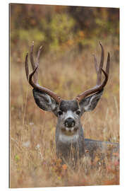 Gallery print Mule buck