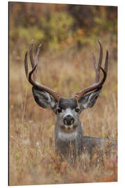 Magnettafel Maultierhirschbock