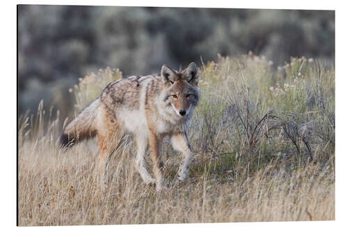 Aluminium print Coyote