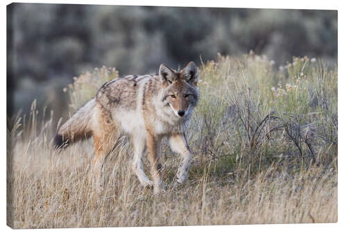 Canvas print Coyote