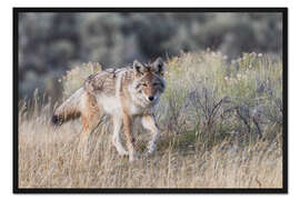 Gerahmter Kunstdruck Kojote