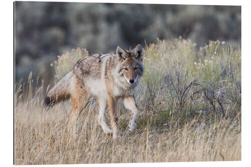 Galleriprint Coyote