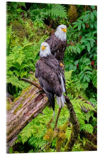 Akrylbilde Bald eagle