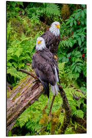 Aluminium print Bald eagle