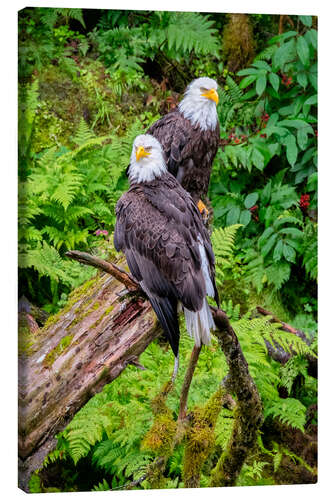 Leinwandbild Weißkopfseeadler