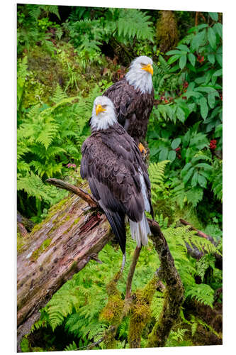 Foam board print Bald eagle