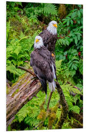 Foam board print Bald eagle