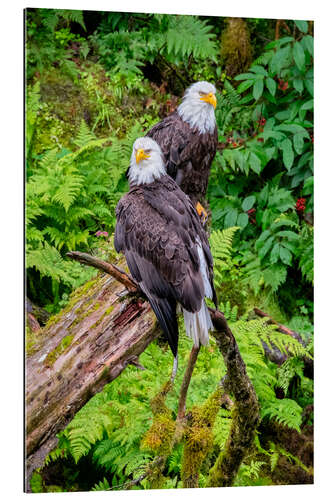 Galleritryck Bald eagle