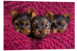 Quadro em acrílico Filhote de cachorro Yorkshire Terrier em um cobertor