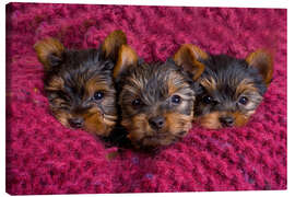 Canvastavla Yorkshire Terrier puppy on a blanket