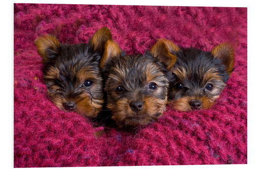 Tableau en PVC Chiot Yorkshire Terrier sur une couverture