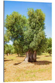 Aluminiumsbilde Huge old olive tree