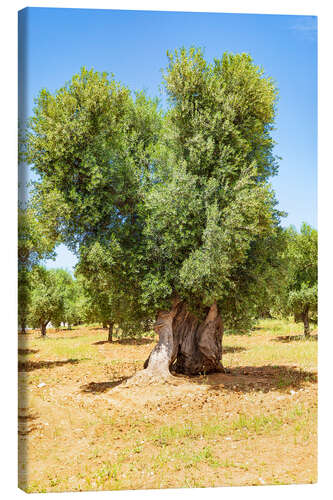 Canvas print Huge old olive tree