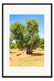 Gerahmter Kunstdruck Riesiger alter Olivenbaum