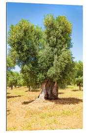 Galleritryck Huge old olive tree