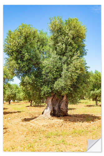 Selvklebende plakat Huge old olive tree