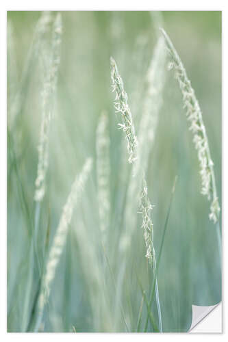 Selvklæbende plakat Beach rye grass