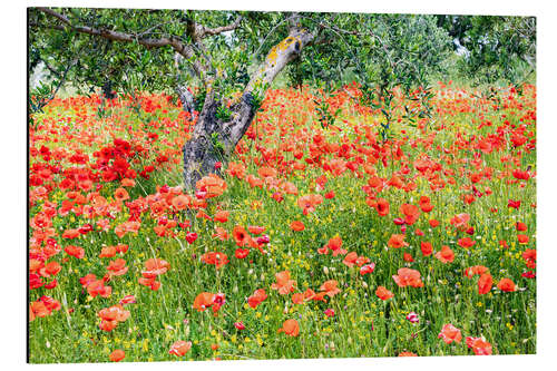 Cuadro de aluminio Amapolas y olivos