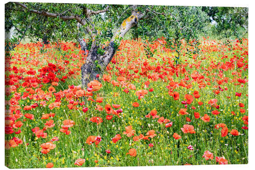 Leinwandbild Mohnblumen und Olivenbäume