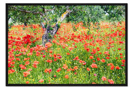 Gerahmter Kunstdruck Mohnblumen und Olivenbäume