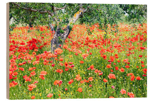 Wood print Poppies and olive trees