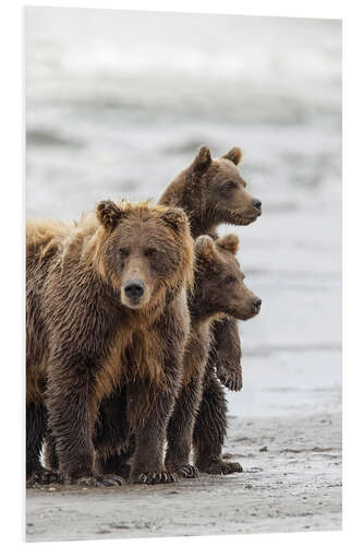 Stampa su PVC Orso bruno e cuccioli