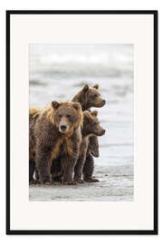 Gerahmter Kunstdruck Braunbärin und Jungtiere