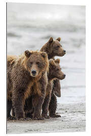 Gallery print Brown bear and cubs