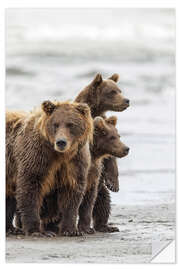 Naklejka na ścianę Brown bear and cubs