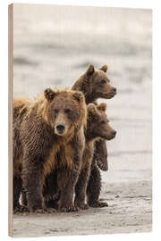 Wood print Brown bear and cubs