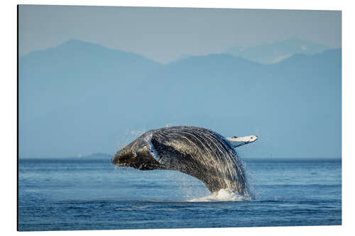 Aluminium print Humpback whale