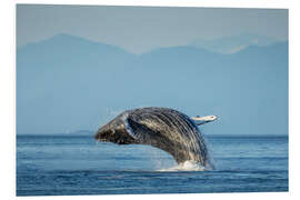 Foam board print Humpback whale