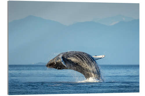 Gallery print Humpback whale