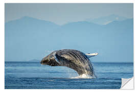 Naklejka na ścianę Humpback whale