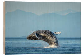 Puutaulu Humpback whale