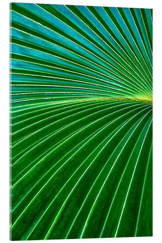 Acrylic print Palm fronds